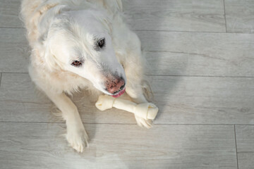 Cute dog with chew bone on floor indoors, above view. Space for text
