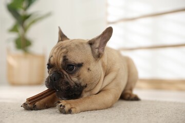 Adorable French bulldog dog chewing treat on floor at home