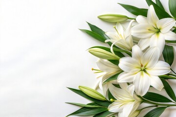 Fototapeta premium Beautiful White Lily Flowers in Bloom with Green Leaves on Clean White Background Peaceful and Elegant Botanical Border for Spa, Wedding Invitation, Spring or Sympathy Concept
