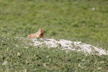 Bobak marmot stand on a grass on summer day close up