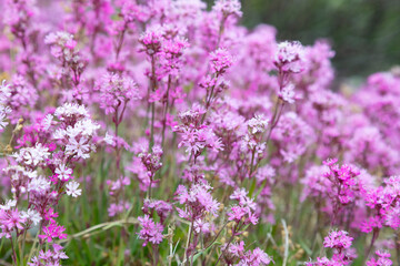 Naklejka premium Blooming sticky catchfly or Viscaria vulgaris as background for design