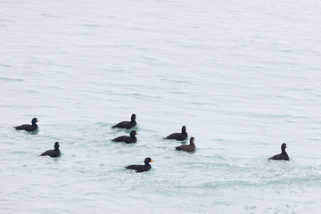 Flock Black scoter birdfloats on the waves in the ocean