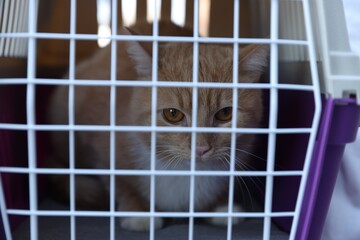 Obraz premium Cute cat in closed pet carrier, closeup
