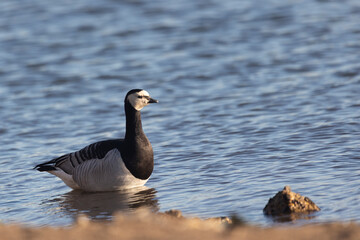 Fototapeta premium Barnacle goose standing on the river bank, close-up