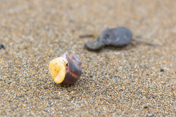 A shell lies on the sea sand close-up
