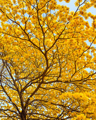 Hermoso cañaguate florecido, símbolo de la Valledupar
