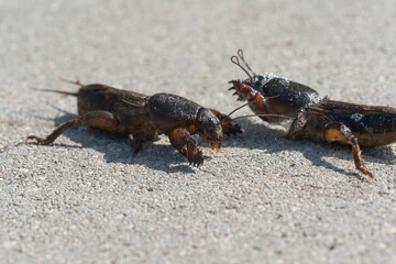 mole cricket from close range and low angle
