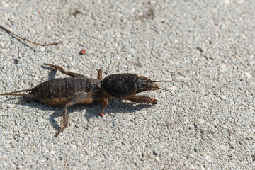 mole cricket from close range and low angle