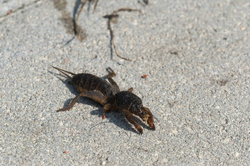 mole cricket from close range and low angle
