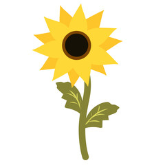 sunflower on white background