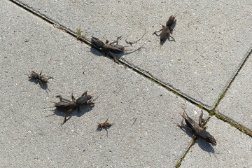 mole cricket from close range and low angle