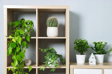 Green potted houseplants on shelves near light grey wall indoors