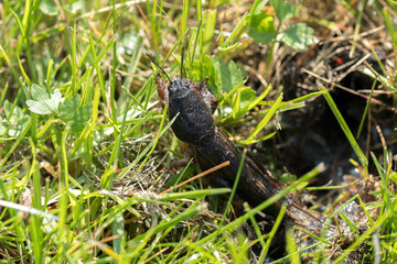 mole cricket from close range and low angle