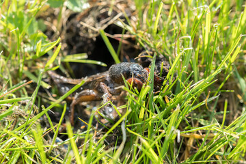 mole cricket from close range and low angle