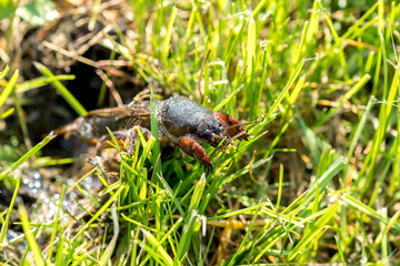 mole cricket from close range and low angle