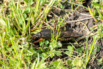 mole cricket from close range and low angle