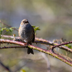 Dunnock singing on a branch