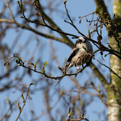 Long Tailed Tit in a tree