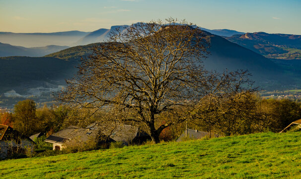 Arbre solitaire dans un paysage montagneux