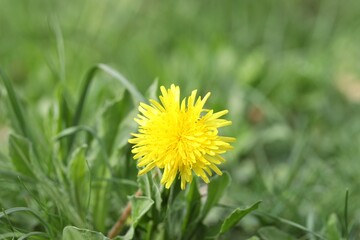 Beautiful dandelion flower and green grass outdoors, closeup