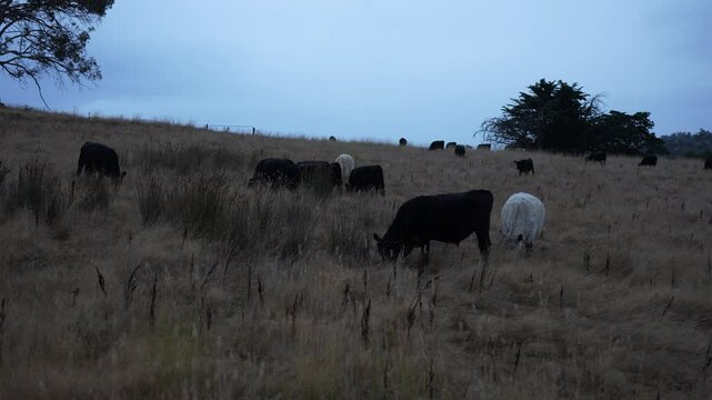 livestock in a meadow, sustainable carbon neutral farming being practiced. regenerative raised cows in a field. agricultural technology innovation.	
