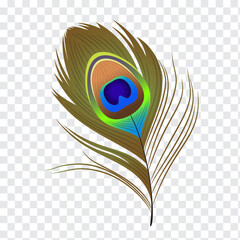 Beautiful bright realistic peacock feather. Isolated vector illustration, print