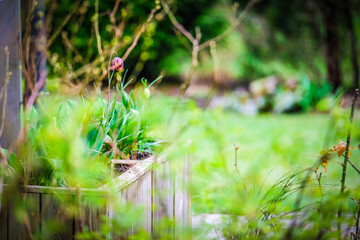 Raised garden beds in a backyard garden. Early spring planting with fresh soil and young strawberry plants growing. Concepts of sustainable living, gardening, backyard farming, and outdoor hobbies