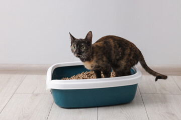Cute calico cat in litter tray indoors
