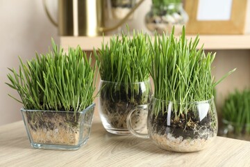 Wheat grass in transparent pots on wooden table indoors, closeup