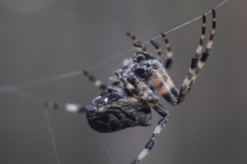 Araneus big spider. large spider, Araneus, sitting on a web. Spider. Macro photo of a garden spider on a web against a natural gray background.
