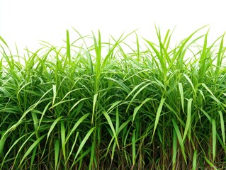 Obraz premium Lush, green grass grows, against white sky background