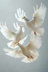 Obraz premium White doves flying freely under the blue sky