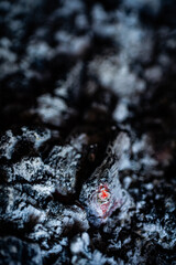 Smoldering embers in a campfire close-up, natural abstract background.