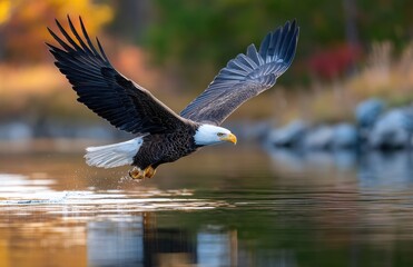 Obraz premium A bald eagle with its wings spread wide, about to catch a fish in the water