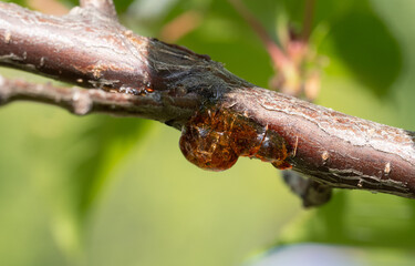 The image shows a drop of resin oozing from a tree branch. The resin is amber-colored and...