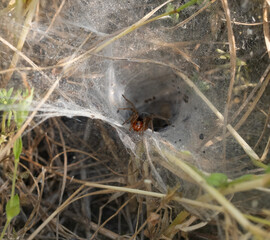 The image depicts a close-up of a funnel-web spider near the entrance of its web, located in the grass. The spider has reddish-brown legs and a dark body, likely a funnel-web or grass spider.