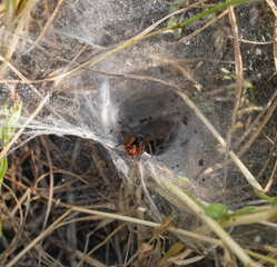 The image depicts a close-up of a funnel-web spider near the entrance of its web, located in the grass. The spider has reddish-brown legs and a dark body, likely a funnel-web or grass spider.