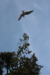 footage of the city of dammam in Corniche, and The dirds, located in eastern Saudi Arabia on the Arabian Gulf