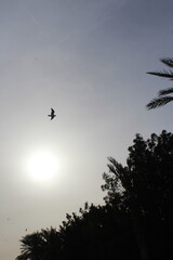 footage of the city of dammam in Corniche, and The dirds, located in eastern Saudi Arabia on the Arabian Gulf