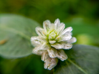 Close-up Shimmer of Gomphrena serrata.
A Gomphrena serrata flower with a macro view looks shiny.