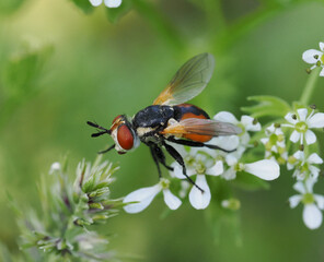 The image shows a close-up of a Scathophaga fly sitting on small white flowers. The fly has orange and black coloring, large eyes, and transparent wings. The background is blurred, 