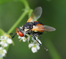 The image shows a close-up of a Scathophaga fly sitting on small white flowers. The fly has orange and black coloring, large eyes, and transparent wings. The background is blurred, 