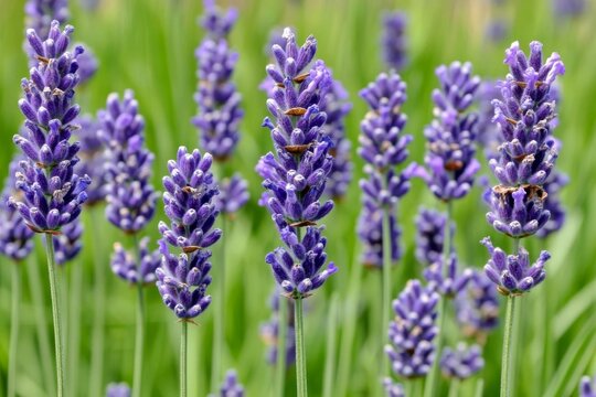 Close-Up of Purple Flowers with Green Stems and Blurred Background - Powered by Adobe