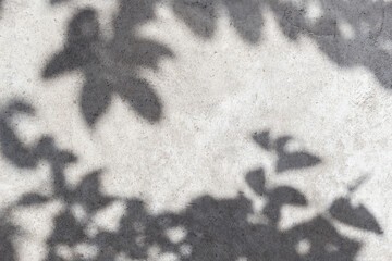 Empty wall surface with leaves shadows and sunlight. Cozy top view empty copy space close up...