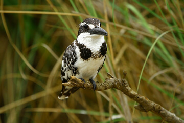 Wildlife - Birds. Pied kingfisher birds usually lives on seashores and lake edges. They dive quickly into the water and feed on the fish they catch.