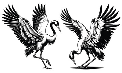 crane bird vector 