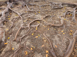 Close-Up of Gnarled Tree Roots Spreading Across Dry Soil Surface