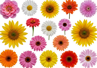 Bright and colorful assorted flowers featuring daisies, sunflowers, gerberas, and roses on a transparent background for design and decoration.

