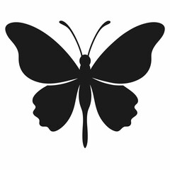 butterfly on white background