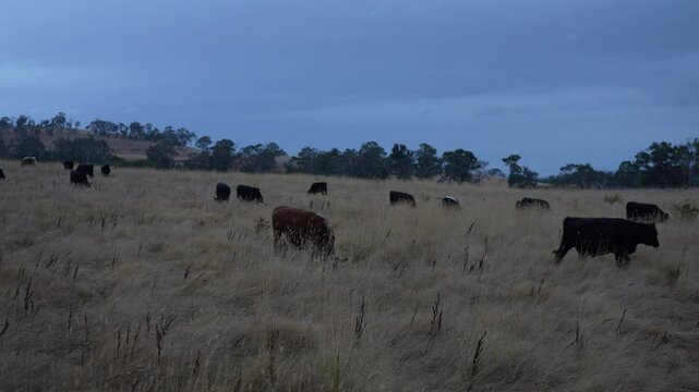 livestock in a meadow, sustainable carbon neutral farming being practiced. regenerative raised cows in a field. agricultural technology innovation.	
